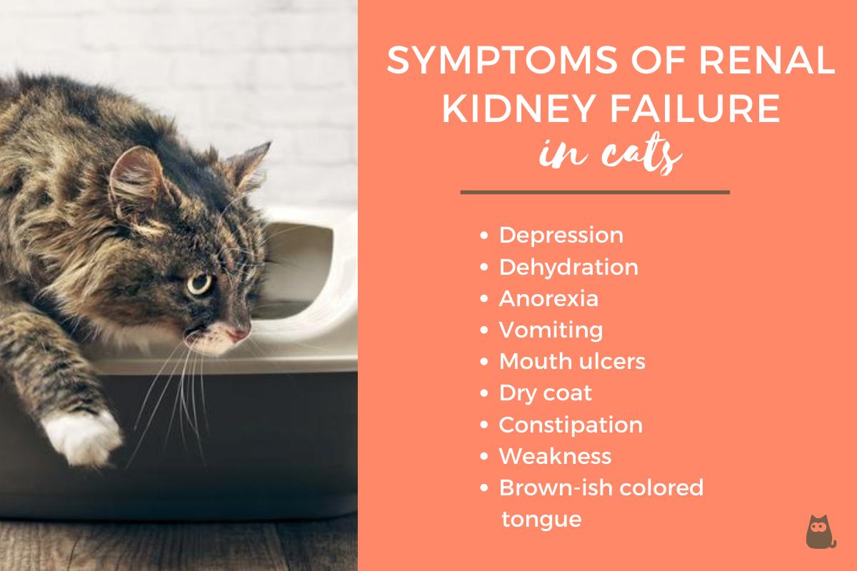 Renal Failure In Cats How To Treat It Healthy Food Near Me