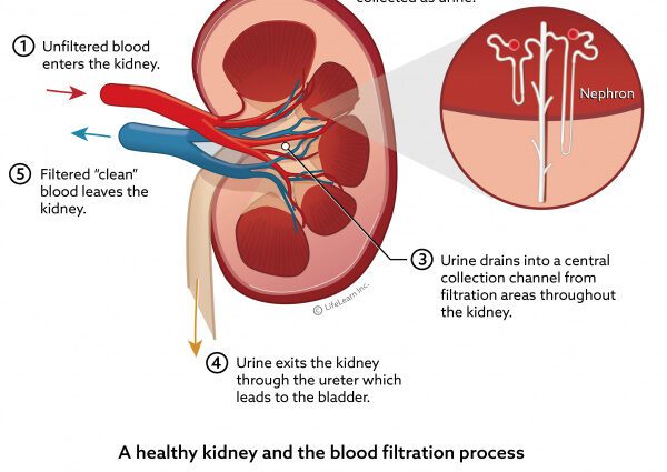 Renal failure &#8211; Sites of interest