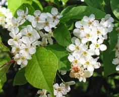 Reproduction of bird cherry Maak, photo