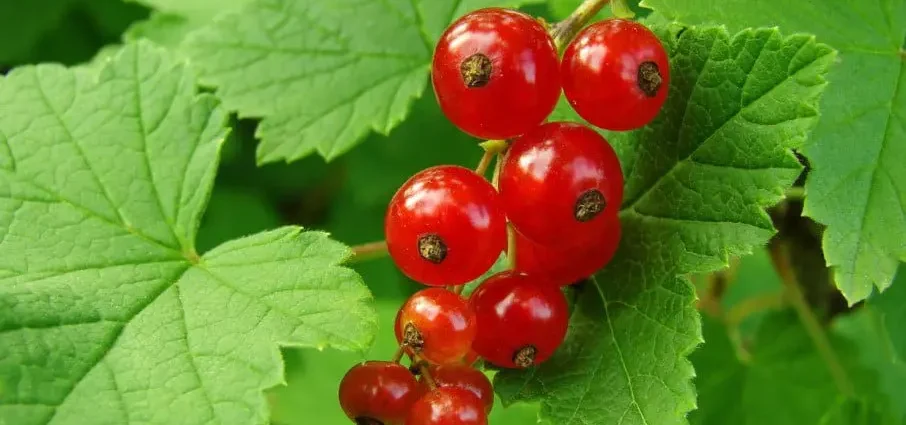 Reproduction of currants in spring by cuttings