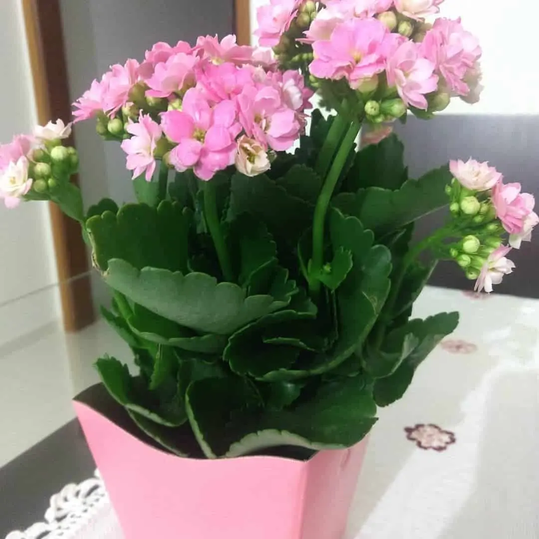 Reproduction of Kalanchoe at home