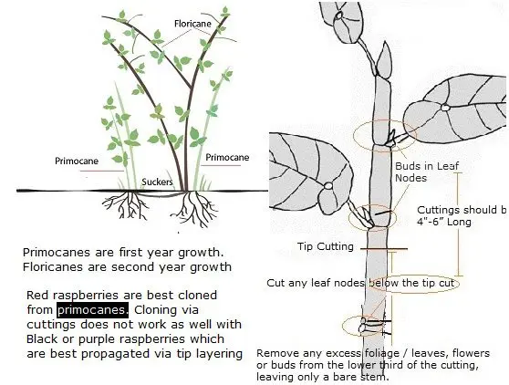 Reproduction of raspberries in spring by cuttings