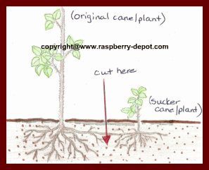 Reproduction of raspberries in the fall: ways