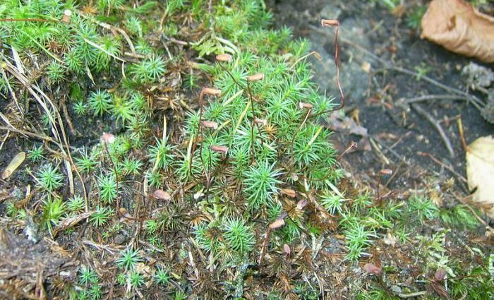 Reproduction of the plant Kukushkin flax