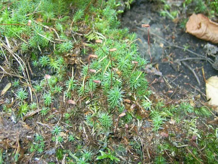 Reproduction of the plant Kukushkin flax