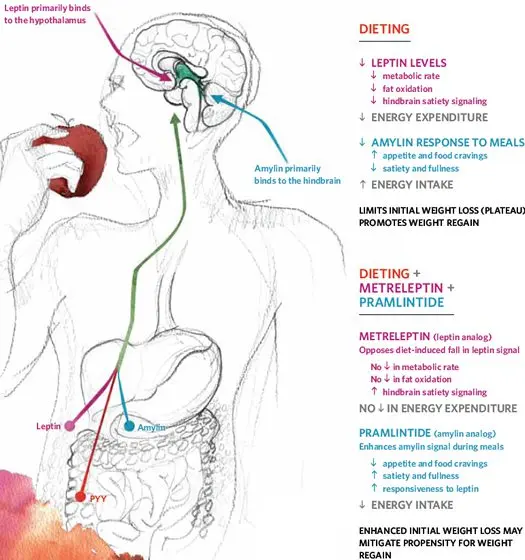 Reproductive ability depends on appetite