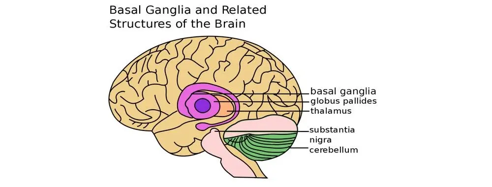 Reptilian brain: what is it?