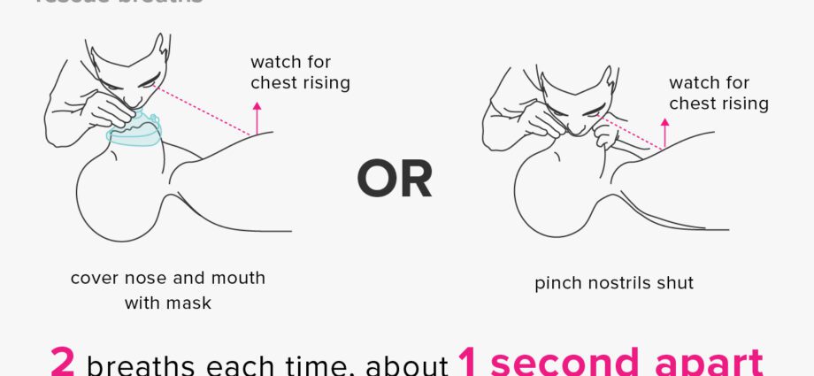 Resuscitation respirator: how does it work?