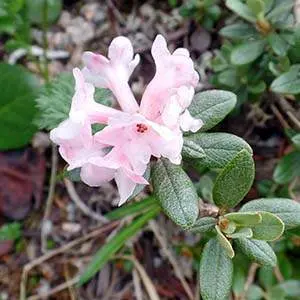 Rhododendron Adams