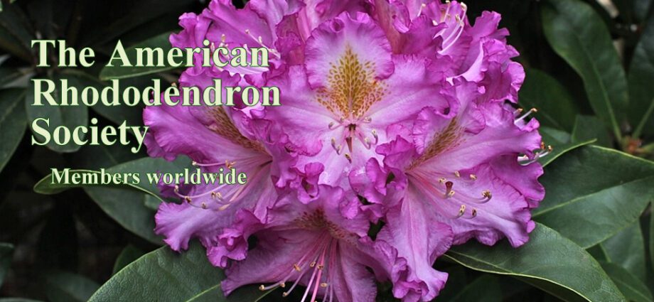 Rhododendron in the fall: care, transplant