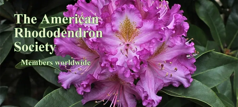 Rhododendron in the fall: care, transplant