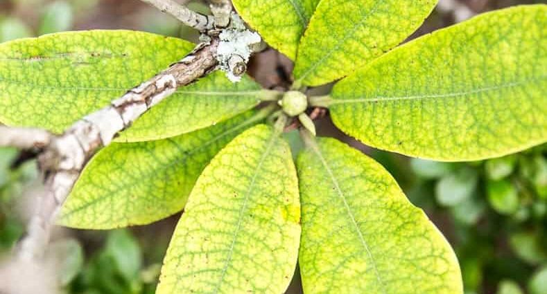 Rhododendron leaves: why they turn yellow