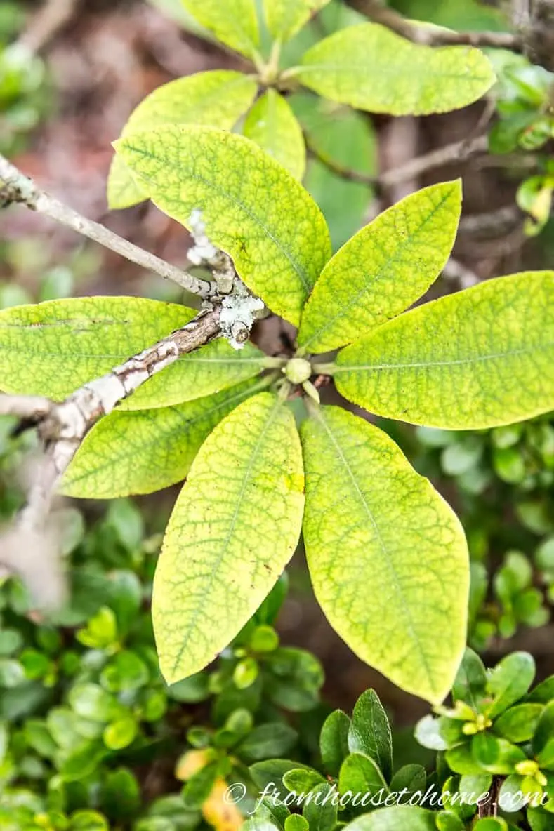 Rhododendron leaves: why they turn yellow