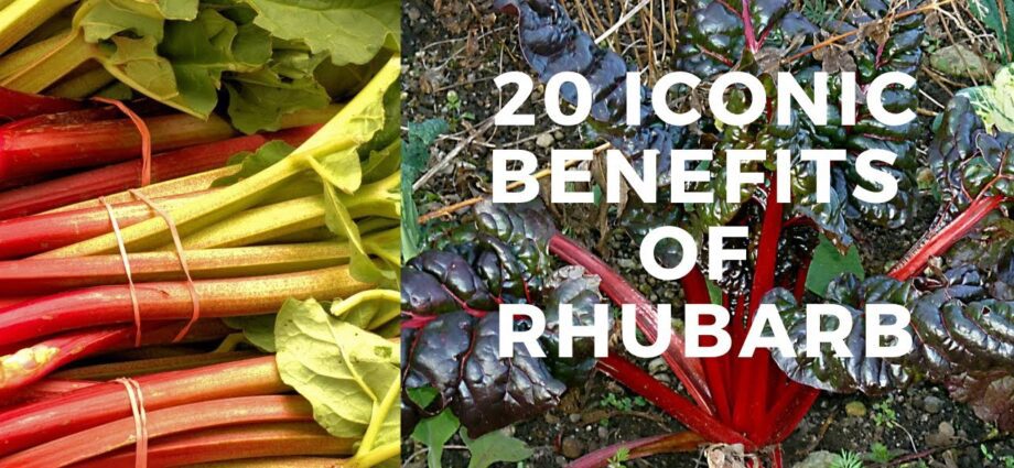 Rhubarb: medicinal properties and uses in cooking. Video