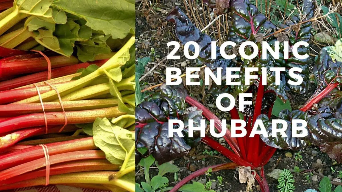 Rhubarb: medicinal properties and uses in cooking. Video