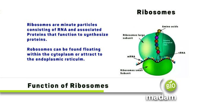 ribosomes-d-finition-et-r-le-healthy-food-near-me