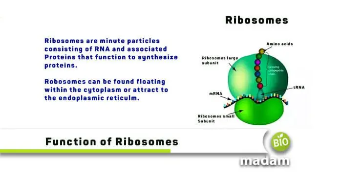 Ribosomes: definition and role