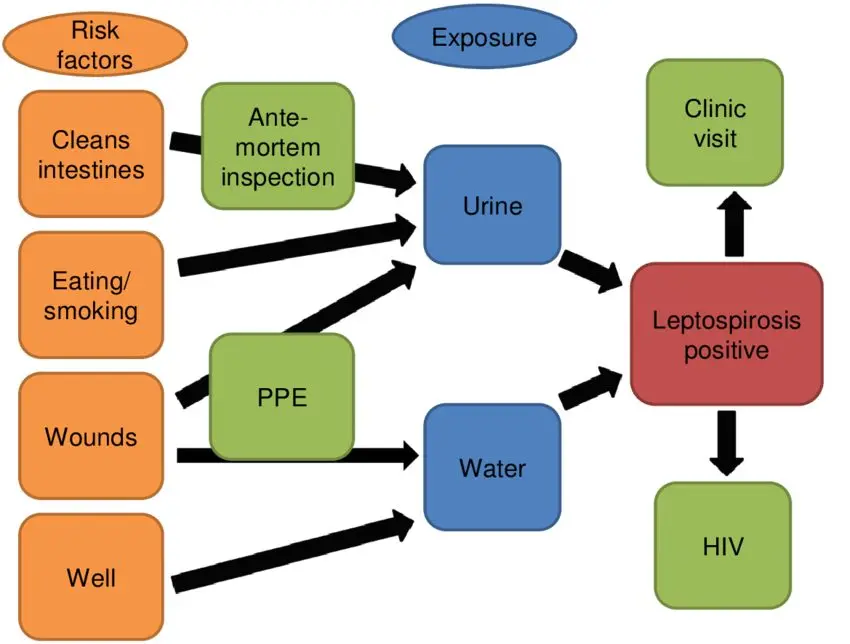 Risk factors for leptospirosis