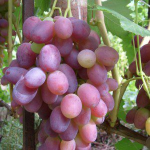 Rizamat grape: variety