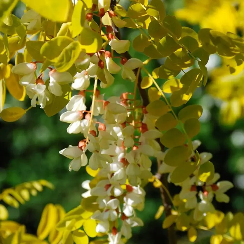 Robinia: a description of a tree