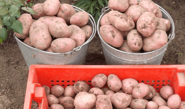 Rocco potatoes: variety description, characteristics