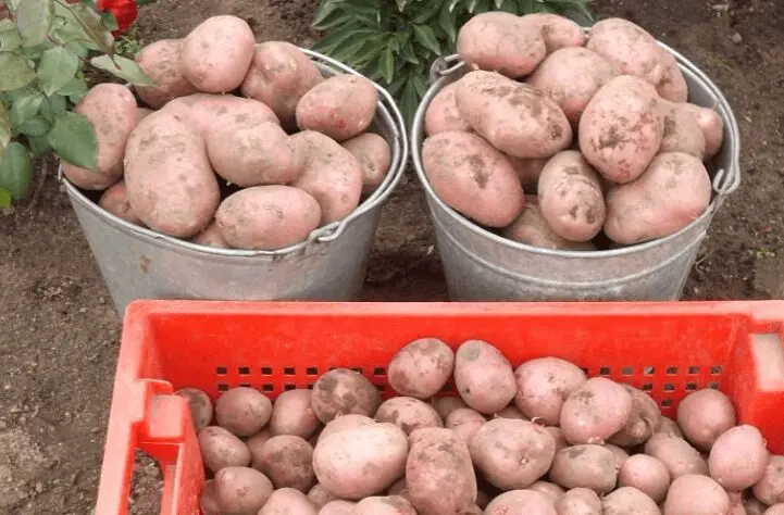 Rocco potatoes: variety description, characteristics