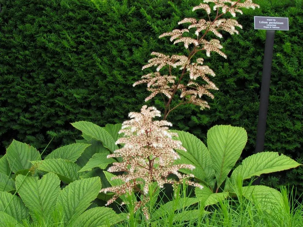 Rogersia: planting and caring for the plant