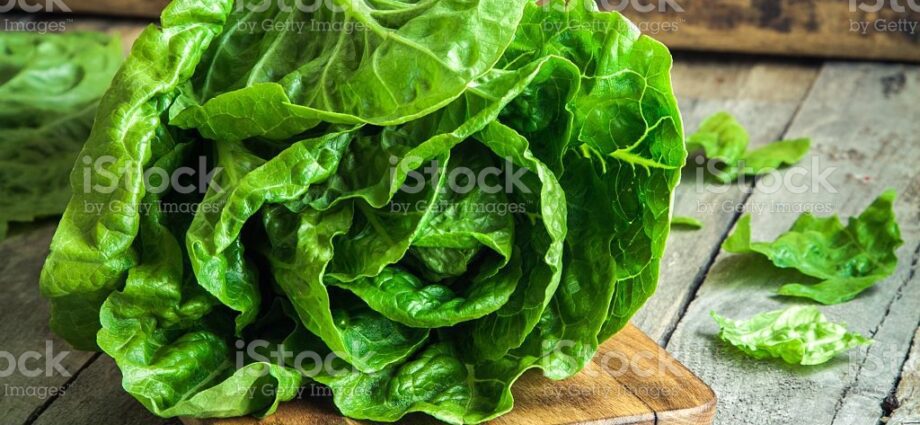 Romano salad, romaine: leaves, what it looks like, calorie content