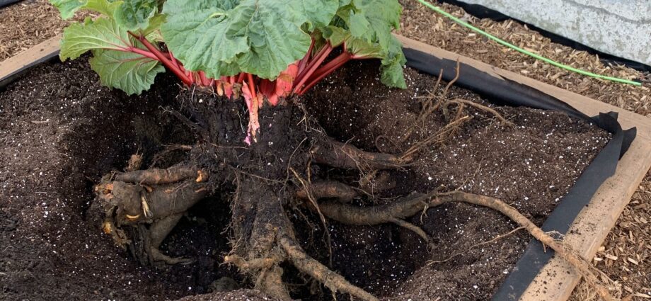 Root of rhubarb