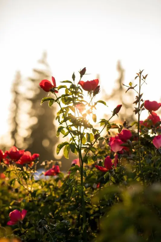 Rose extract for your skin