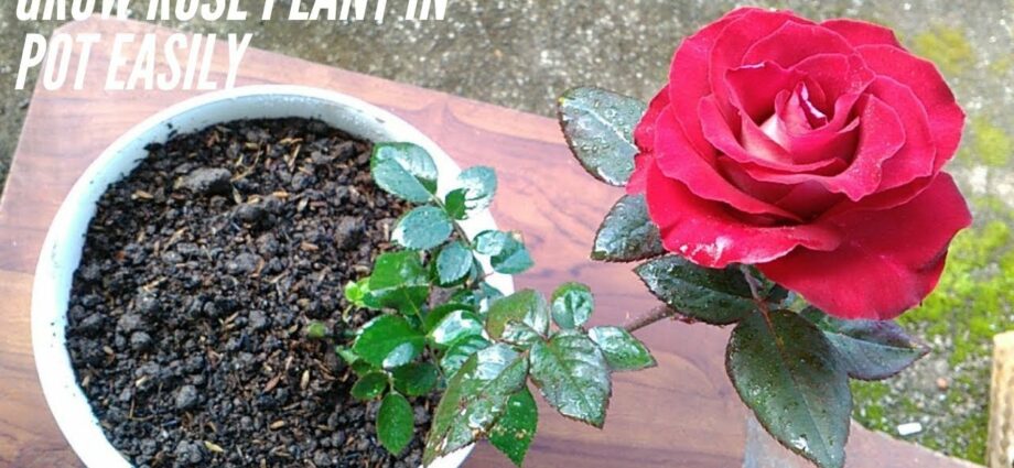 Rose in a pot: home care