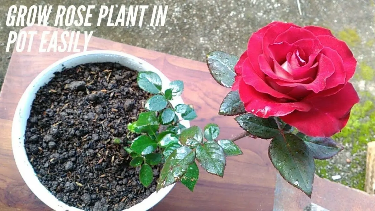 Rose in a pot: home care