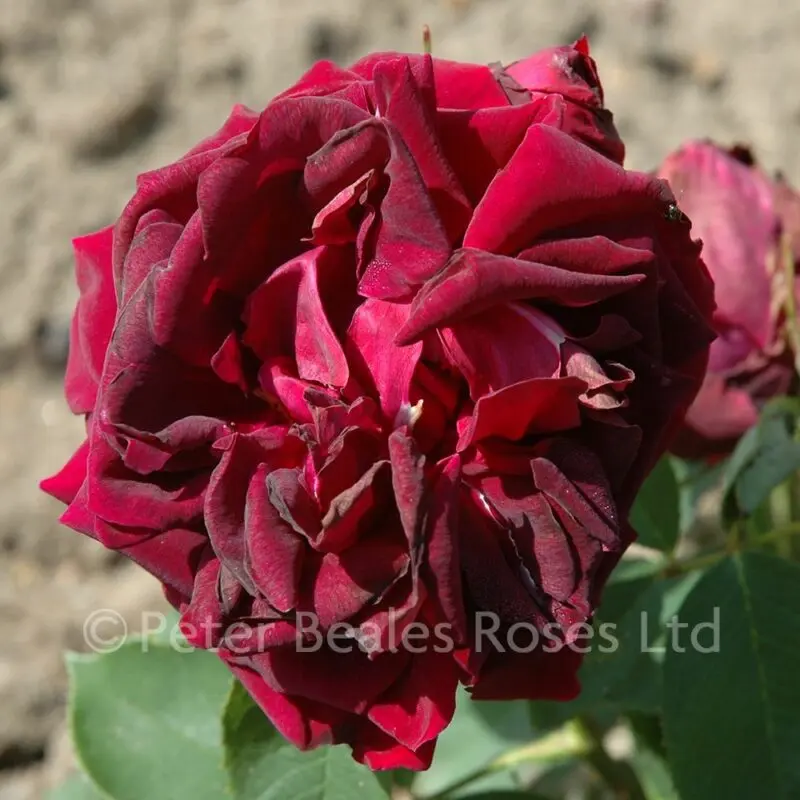 Rose prince black: description