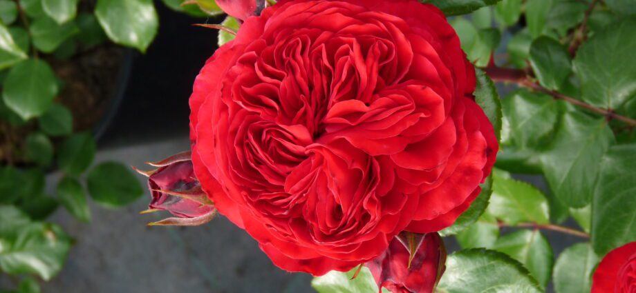 Rose Red Leonardo: description and photo