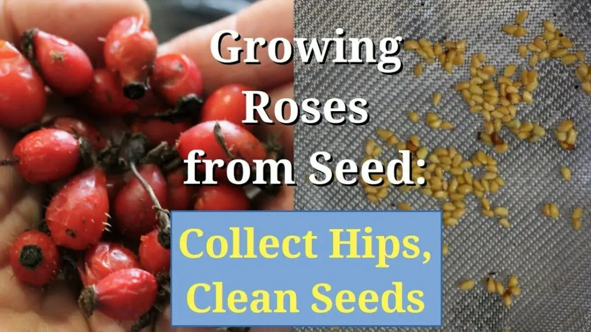 Rosehip seeds: how to grow a rosehip from seeds