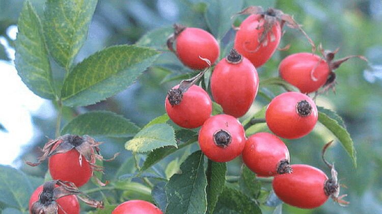 Rosehip varieties