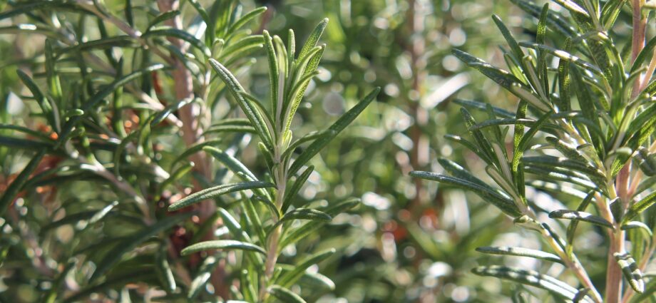 Rosemary: outdoor cultivation