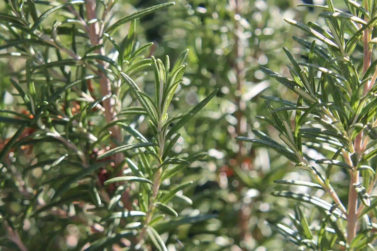 Rosemary: outdoor cultivation
