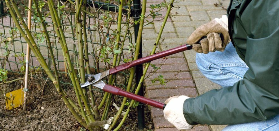 Roses rau cov pib: pruning nyob rau lub caij nplooj zeeg