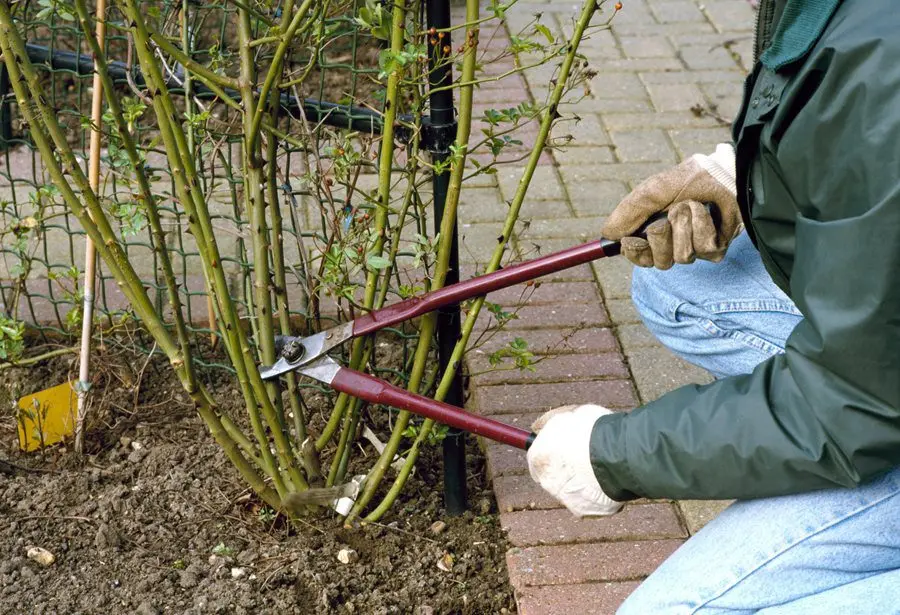 Roses for beginners: pruning in the fall