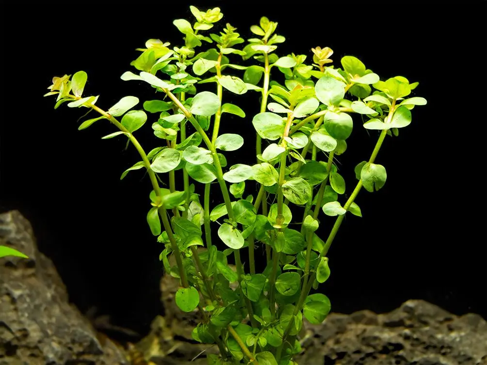 Rotala indica plant