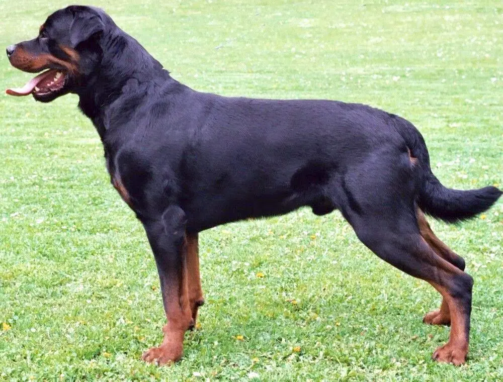 Rottweiler