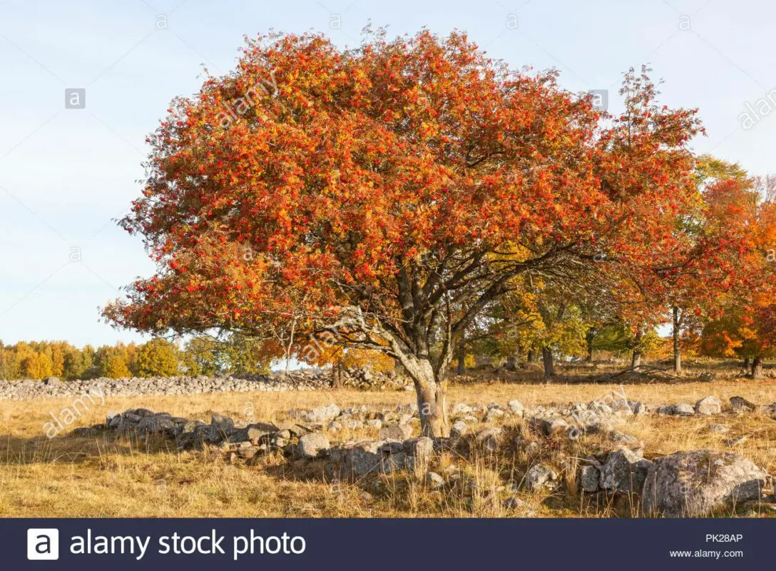 Rowan in autumn