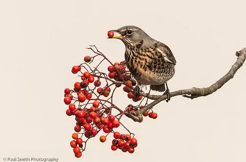 Rowan-leaved fieldfare in landscape design: planting and care