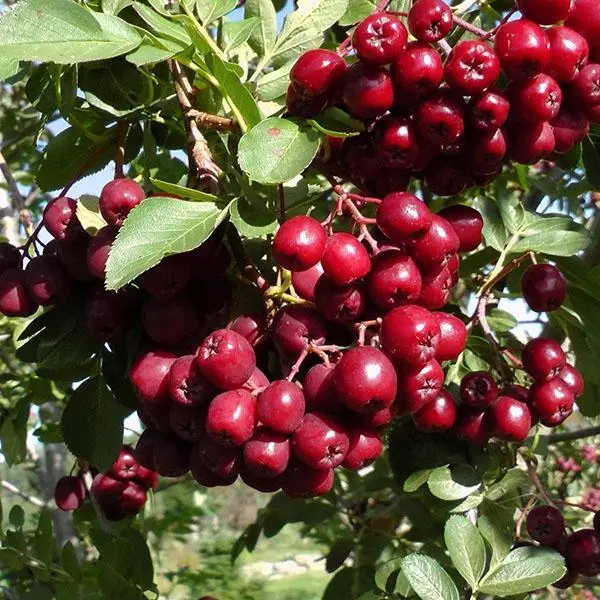 Rowan Pomegranate: variety description