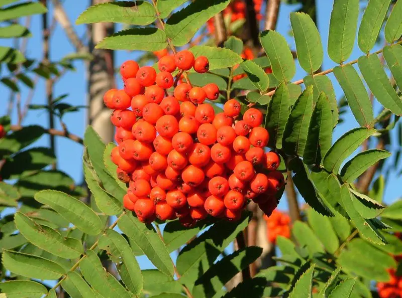 Rowan shrub: varieties