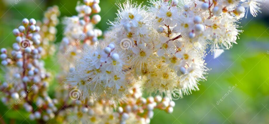 Rowan sweet garden: varieties