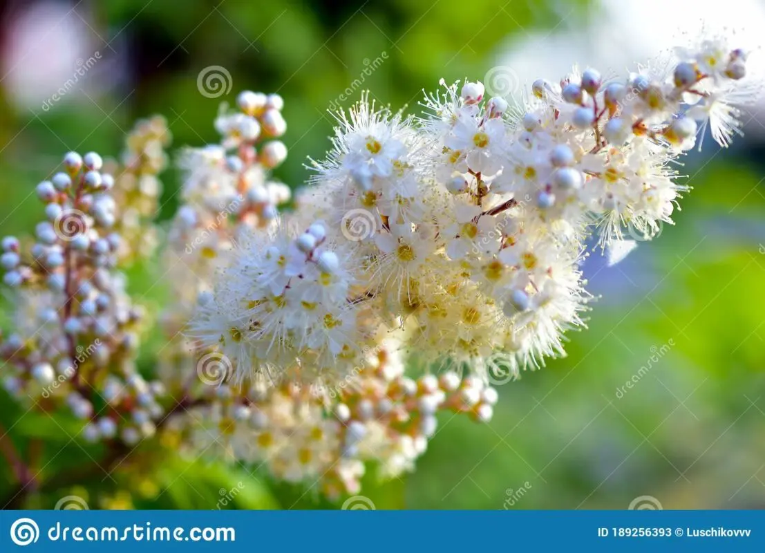 Rowan sweet garden: varieties