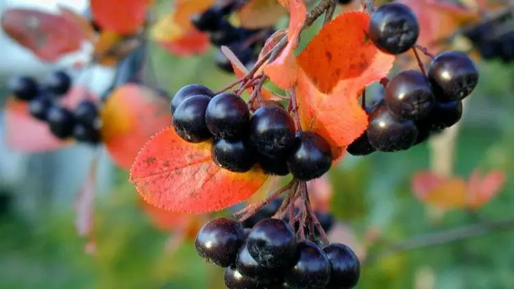 Rowan tea: beneficial properties; when to harvest chokeberry leaves