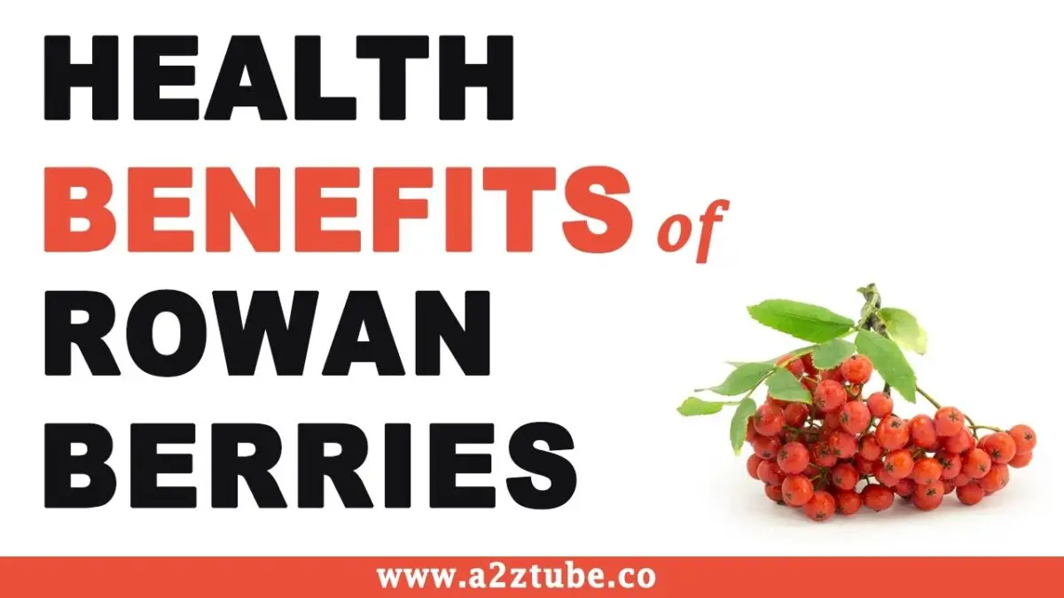 Rowan. Useful and healing properties. Video